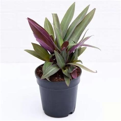 Fast Growth Tradescantia Spathacea Rhoeo Plant Oyster Plant For Home