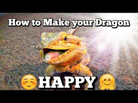 How To Make Your Bearded Dragon Happy Reptilestreet