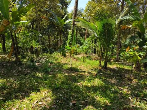 Tanah Kebun Durian View Gunung Cantik Murah Di Bali Tanah 906125175