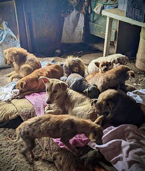 Le petit chien n arrête pas de sourire à tout le monde après avoir été