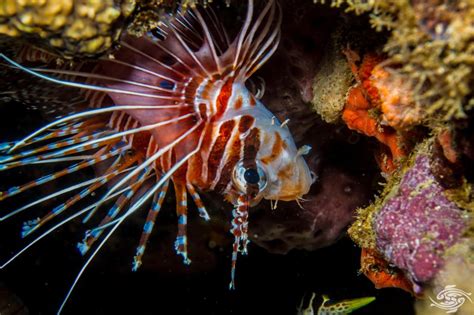 Spotfin Lionfish Facts And Photographs Seaunseen