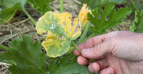 Why Your Plants Leaves Are Turning Yellow The Garden Magazine