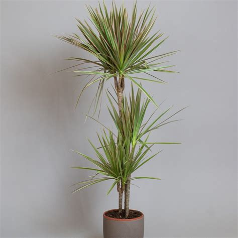 Dracaena Marginata Tricolour Cm Cm Cm Cane L Pot Opperman