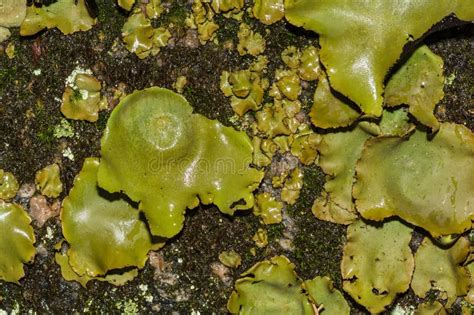 Smooth Rock Tripe Umbilicaria Mammulata Stock Photo Image Of Common