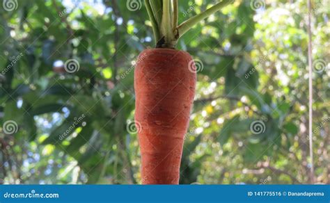 Business Concept Carrot On A Stick Stock Photo Image Of Background