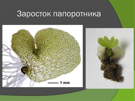 Споровые сосудистые растения. Лекция 11 - презентация онлайн