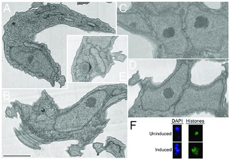 Nuclear Architecture And Chromatin Appear Normal In Bsf Cells Depleted