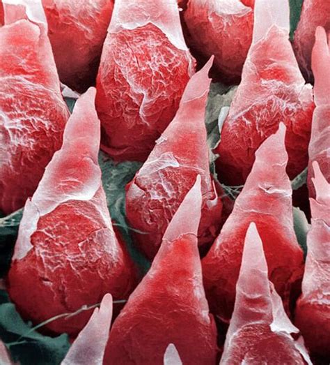 Microscopic image of human tongue | Human tongue, Things under a ...