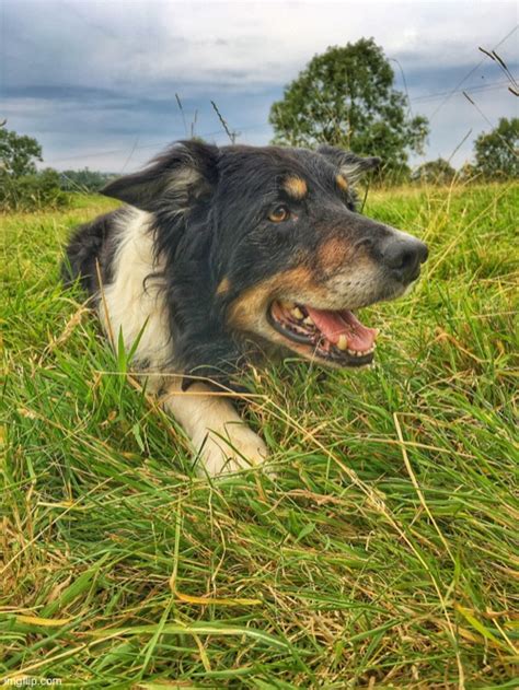 A Working Dog Imgflip