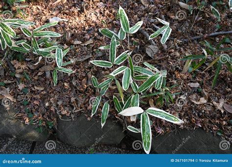 Kuma Bamboo Grass Sasa Veitchii Stock Photo Image Of Dark Garden