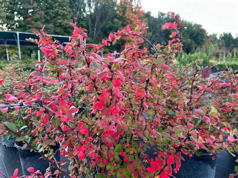 Berberis thunbergii Emerald Carousel Épine Vinette Japanese