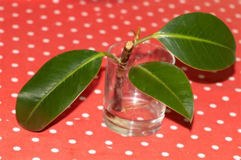 Esquejes De Ficus El Stica Huerto En Casa