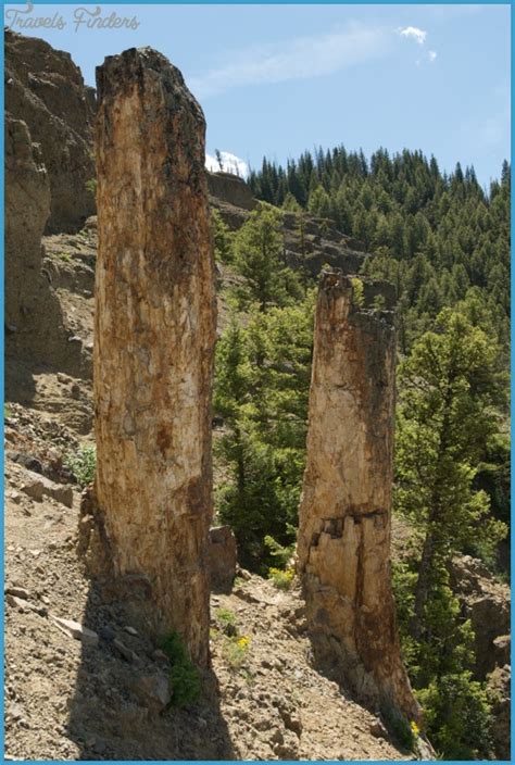 Yellowstone Petrified Trees - TravelsFinders.Com