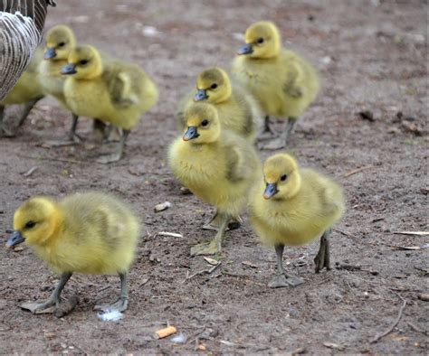 Geese Eggs Hatching: A Guide to Successful Incubation - The Poultry Feed