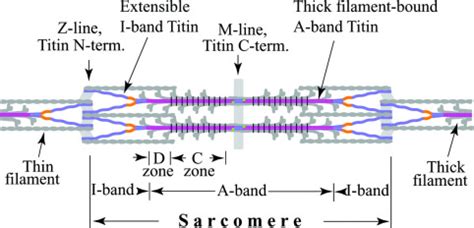 Properties of Titin Immunoglobulin and Fibronectin-3 Domains* - Journal of Biological Chemistry