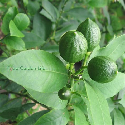 How To A Grow Lemon Tree Indoors That Actually Produces Lemons — Food