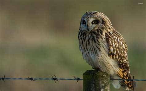 Barn Owl Wallpapers - Wallpaper Cave