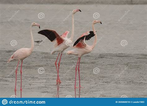 Greater Flamingo / Phoenicopterus Roseus. Birds Wintering in the Middle ...