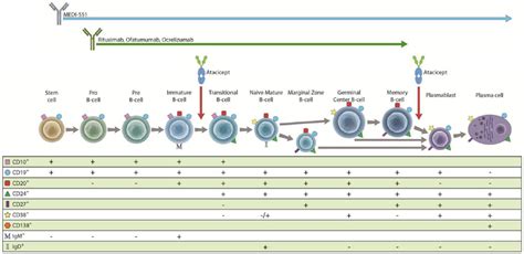 Targeting B Cells In Relapsing Remitting Multiple Sclerosis From Pathophysiology To Optimal