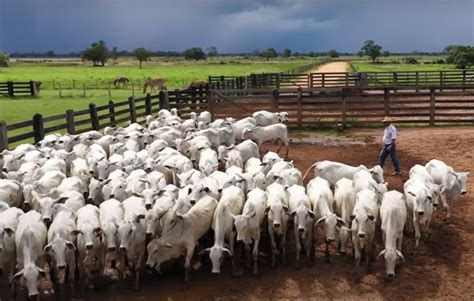 Maior Fazenda Terá 200 Mil Cabeças De Gado Vídeo Compre Rural