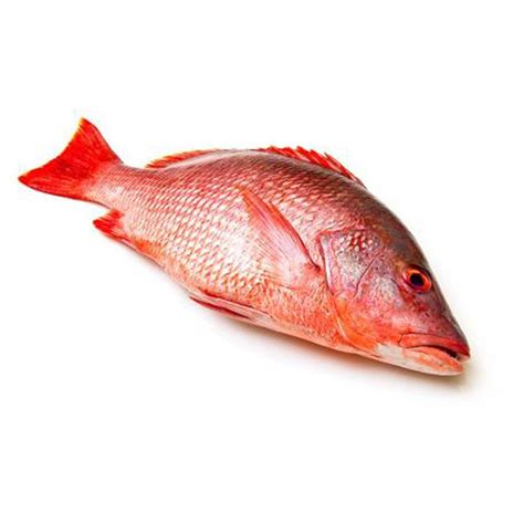 Jenis Ikan Ikan Merah - redtigaj