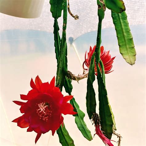 Epiphyllum Hy Red Orchid Cactus Red In Gardentags Plant Encyclopedia