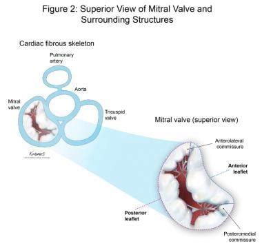 Mitral Valve Anatomy - Anatomy Reading Source