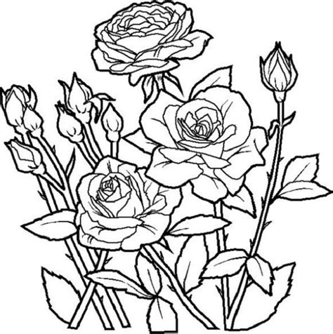 Dibujos de rosas para colorear descargar e imprimir Colorear imágenes