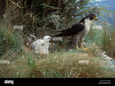 Peregrine Falcon Australia Hi Res Stock Photography And Images Alamy