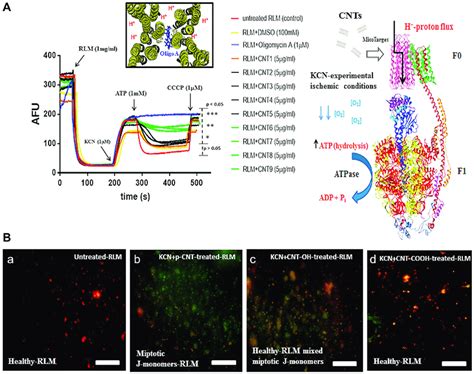 A H F Atpase Save For The Pristine Multi Walled Carbon Nanotube