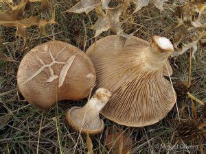 Micolog A Pleurotus Eryngii Y Sus Variedades