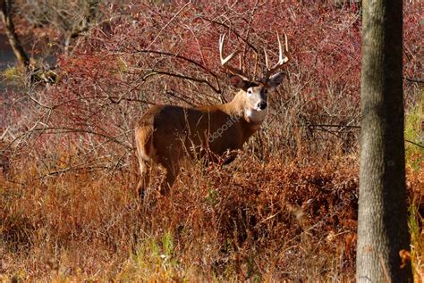 Whitetail Deer Buck ⬇ Stock Photo Image By © Brm1949 34767343