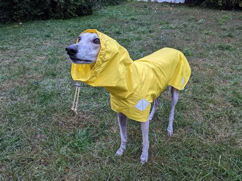 Orions First Raincoat R Greyhounds