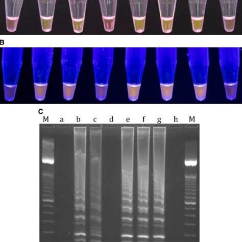 A Target Sequence For Loop Mediated Isothermal Amplification LAMP