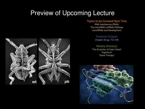 Ppt Establishment Of The Body Plan In Drosophila Powerpoint