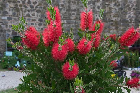 CALLISTEMON PIANGENTE Leavis Rosso Ø 16 cm 60 cm sempreverde Vivaio