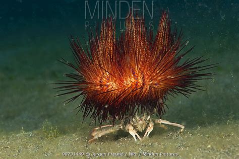 Minden Pictures - Carrier, Sea urchin crab (Dorippe frascone) carrying ...