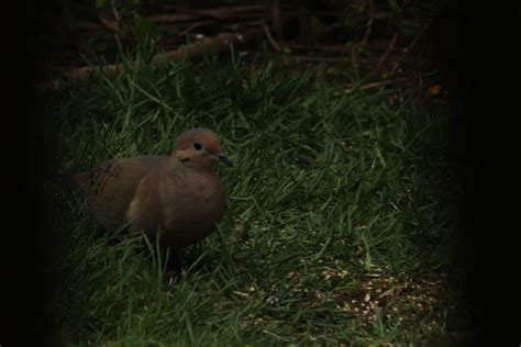 Mourning Dove From Oil City Pa 16301 Usa On April 8 2024 At 0105 Pm