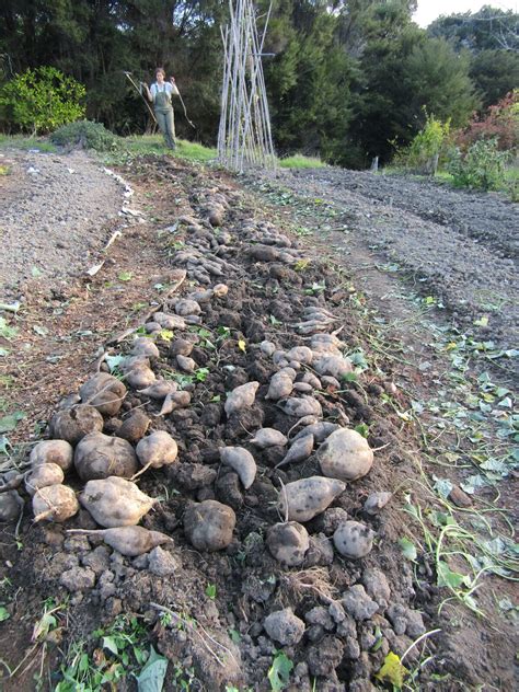 How To Grow Great Kumara Kōanga