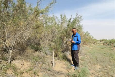 致敬阿拉善治沙人丨胡晨阳：奋战在林草生物灾害防控一线的“卫士”澎湃号·媒体澎湃新闻 The Paper