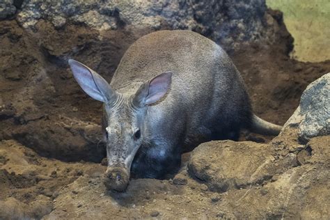 Aardvark Teeth