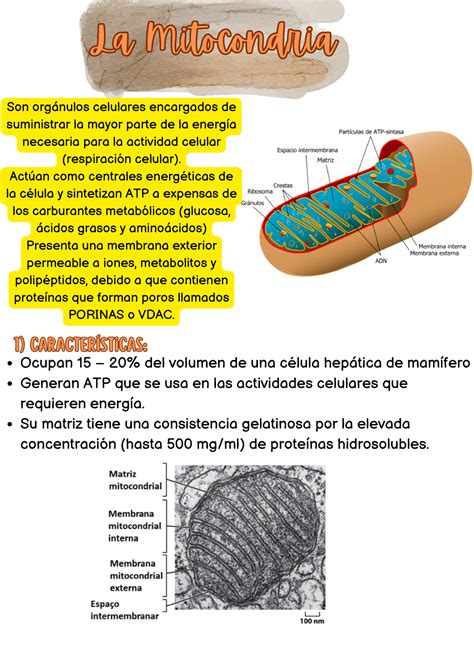 La Mitocondria La Mitocondriala Mitocondria Son Org Nulos Celulares