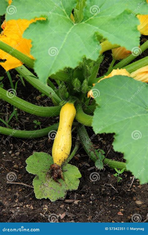 Golden Zucchini Stock Image Image Of Field Organic 57342351