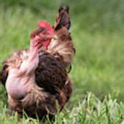 Naked Neck Chicken Photograph By Jeannette Hunt