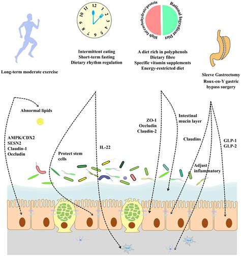 Frontiers Enhancing Intestinal Barrier Efficiency A Novel Metabolic Diseases Therapy