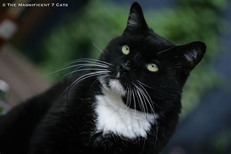 Tough Guy Cat Meet Rocky From The Magnificent 7 Britains Most Famous