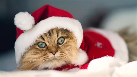 Cute Christmas Cat HD desktop wallpaper : Widescreen : High Definition ...