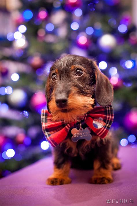 A Christmas Dachshund Called Speck Dachshund Lovers Dachshund Love