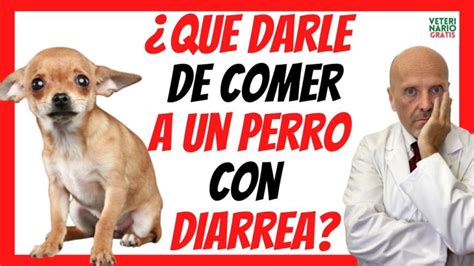 ¿qué Alimentación Es Adecuada Para Un Perro Con Diarrea Actualizado