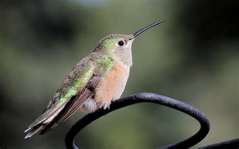 Broad Tailed Hummingbird Juvenile Male Selasphorous Pl Flickr